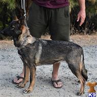german shepherd puppy posted by Yosemite _Shepherds